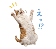 854884767