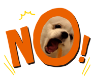 854906248