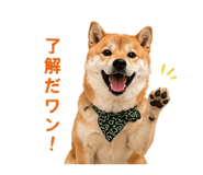 854949633