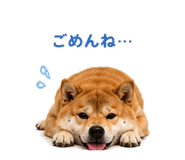 854949635