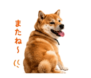 854949637