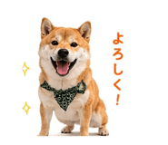 854949638