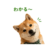 854949640