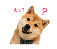 854949645