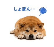 854949646