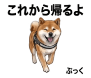 854952777