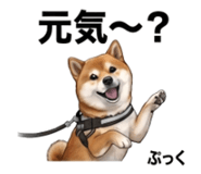 854952778