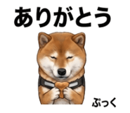 854952779
