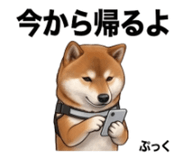 854952803