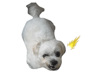 854960881