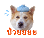 855049460