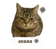 855050404