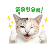 855054180