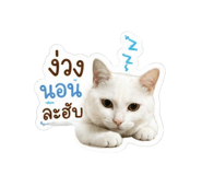 855064023
