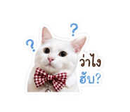 855064034