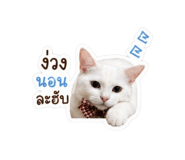 855064038