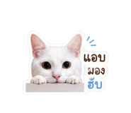 855064040