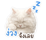 855066664