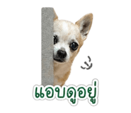 855072141