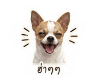 855082118