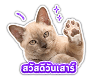 855082126