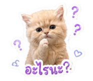 855084146