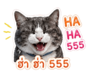 855087208
