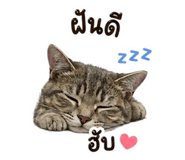 855094100