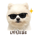 855097304
