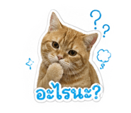 855097529