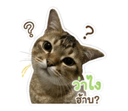 855099172