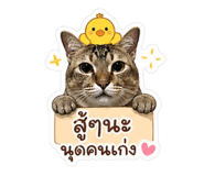855099182
