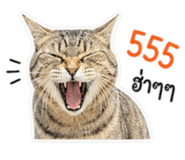 855099520