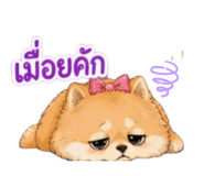 855114511
