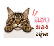 855114750