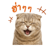 855117365