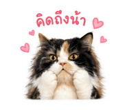 855118272