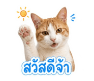 855120881