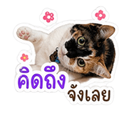855121107