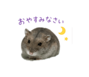 855130377