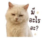 855132138