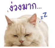 855132139