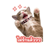 855139603