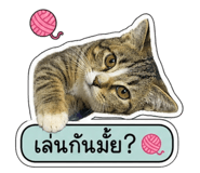 855140164