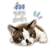 855144245