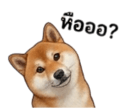 855146018