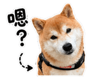 855150982