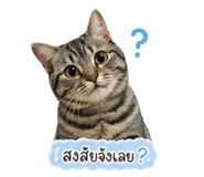 855151182