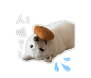 855152832