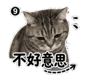855163393
